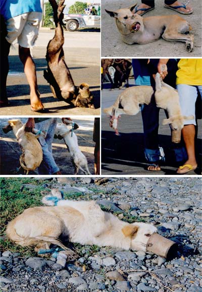 Stop à la torture des chiens et des chats d'abattoire en Asie !