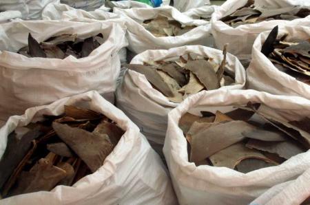100 millions de requins massacrés seulement pour leurs ailerons !