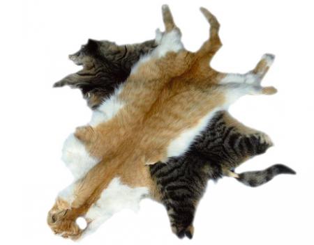SOS - chats stop aux massacres !