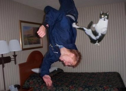 Alors tu vas me les donner ces croquettes !