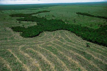 L'Amazonie aura disparu en 2030 !