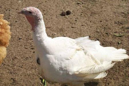 Non à la maltraitance des dindes, canards, oies d'élevage !