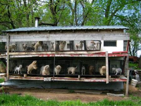 L'horreur des usines à chiots !